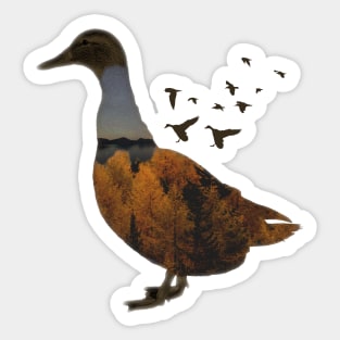 Ducks Sticker